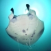 ray_manta_han_baa_v_0642_mal1392.jpg